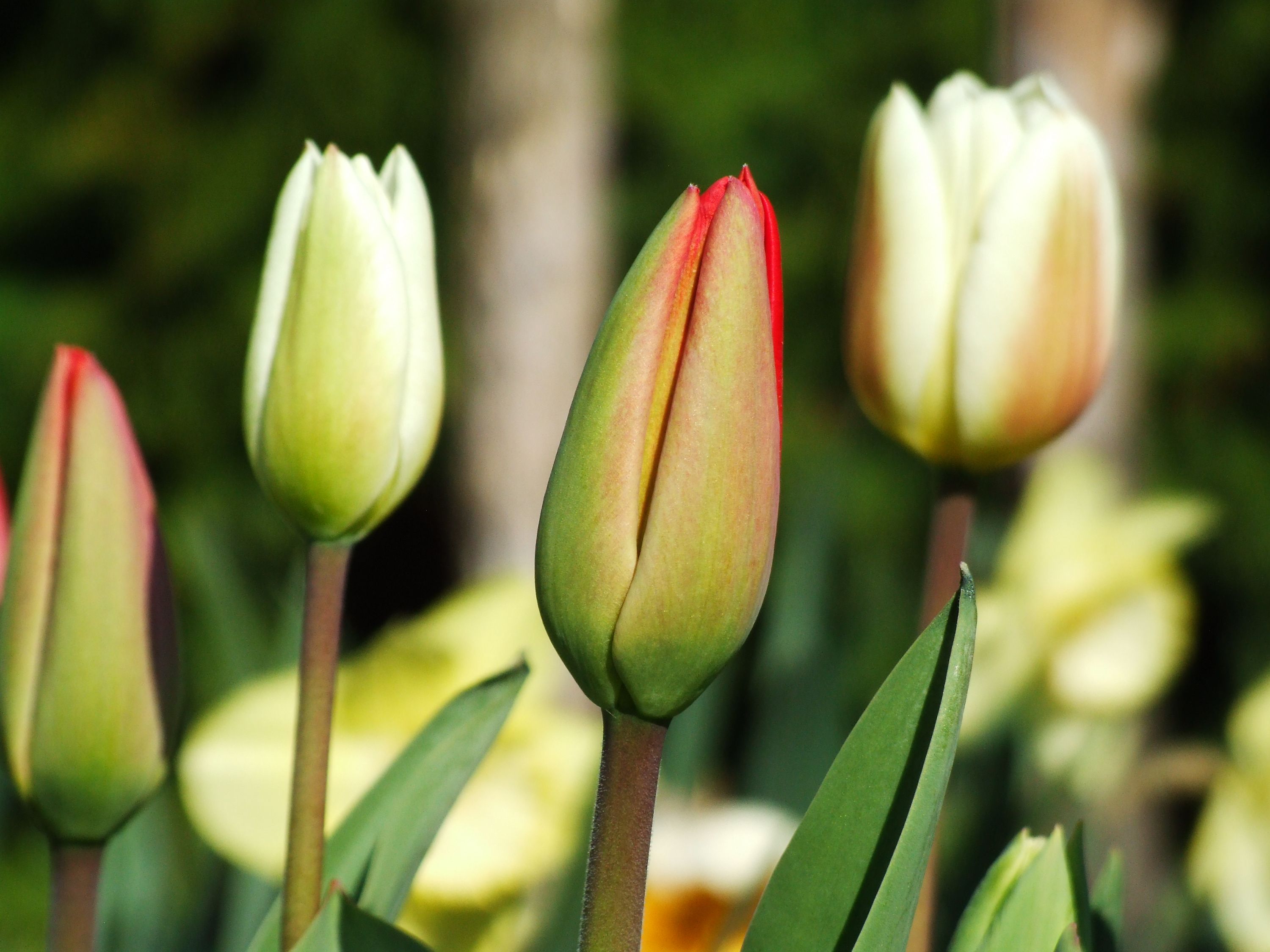 Krása tulipánů